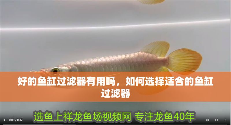 好的魚缸過濾器有用嗎，如何選擇適合的魚缸過濾器