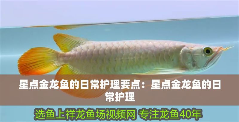 星點金龍魚的日常護理要點：星點金龍魚的日常護理
