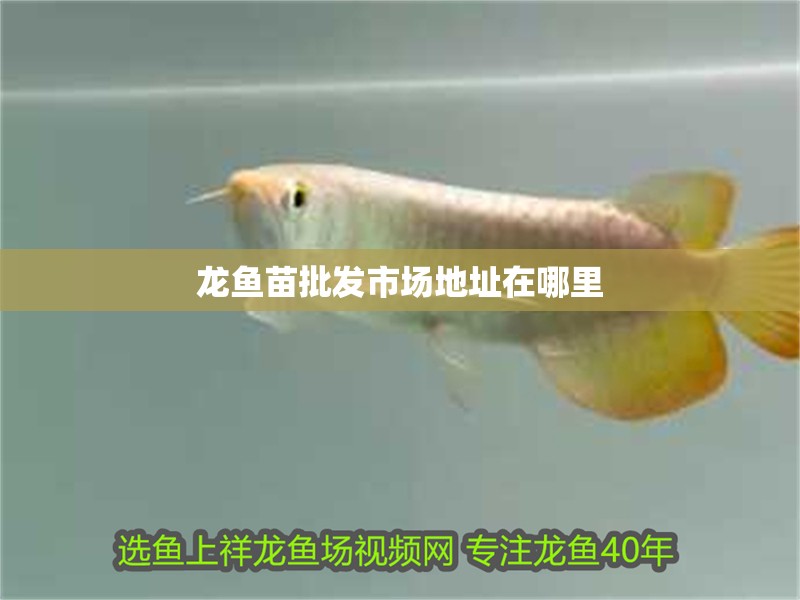 龍魚(yú)苗批發(fā)市場(chǎng)地址在哪里 龍魚(yú)苗批發(fā)市場(chǎng)地址在哪里 龍魚(yú)百科 第2張
