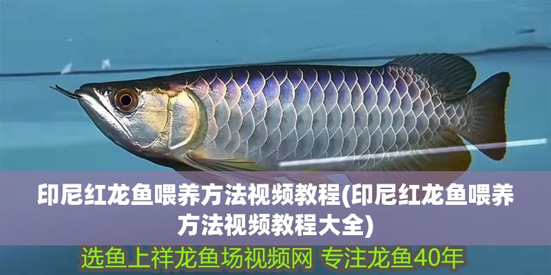 印尼紅龍魚喂養方法視頻教程(印尼紅龍魚喂養方法視頻教程大全)