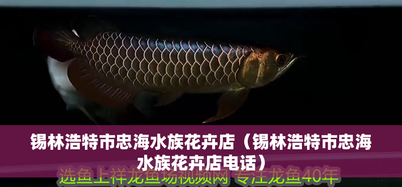 錫林浩特市忠海水族花卉店（錫林浩特市忠海水族花卉店電話） 錫林浩特市忠海水族花卉店（錫林浩特市忠海水族花卉店電話） 全國水族館企業名錄 第2張