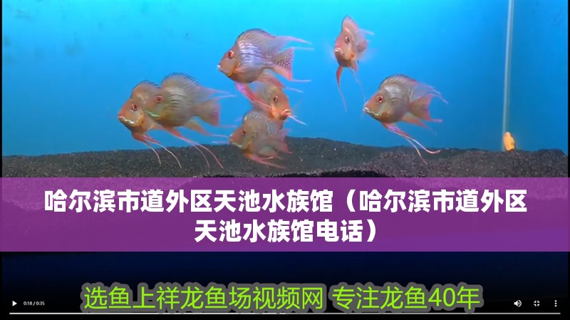 哈爾濱市道外區(qū)天池水族館（哈爾濱市道外區(qū)天池水族館電話）