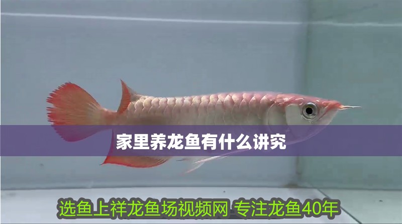 家里養龍魚有什么講究