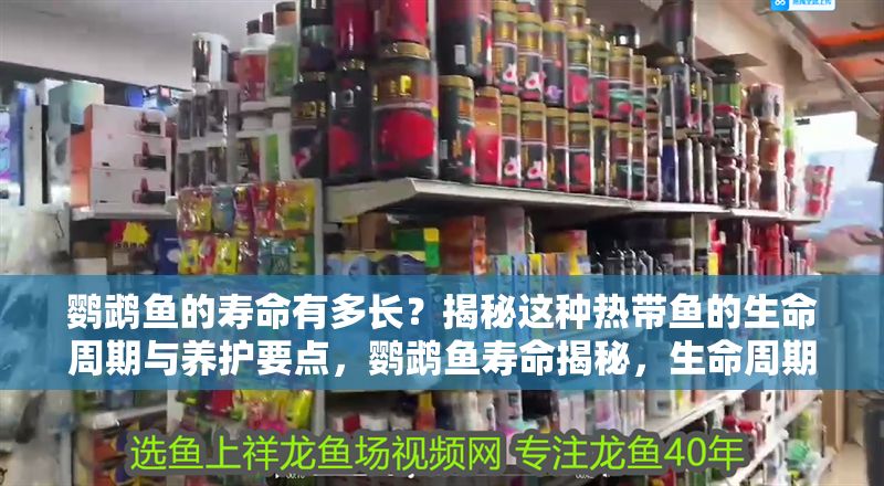 鸚鵡魚的壽命有多長？揭秘這種熱帶魚的生命周期與養(yǎng)護(hù)要點(diǎn)，鸚鵡魚壽命揭秘，生命周期與科學(xué)養(yǎng)護(hù)全指南 鸚鵡魚的壽命有多長？揭秘這種熱帶魚的生命周期與養(yǎng)護(hù)要點(diǎn)，鸚鵡魚壽命揭秘，生命周期與科學(xué)養(yǎng)護(hù)全指南 龍魚常見疾病 第1張