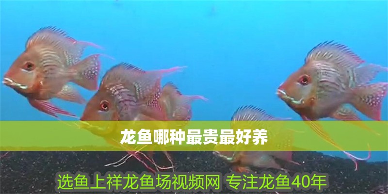 龍魚哪種最貴最好養
