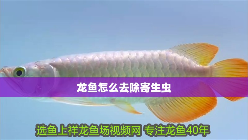 龍魚怎么去除寄生蟲