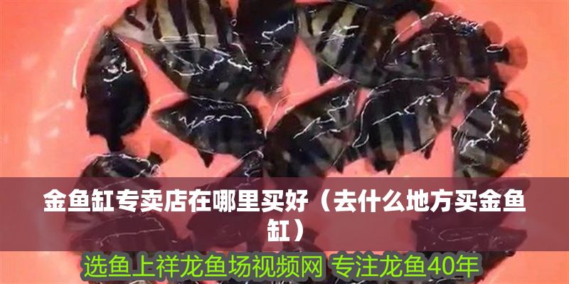 金魚缸專賣店在哪里買好（去什么地方買金魚缸） 金魚缸專賣店在哪里買好（去什么地方買金魚缸） 黃金貓魚百科 第1張