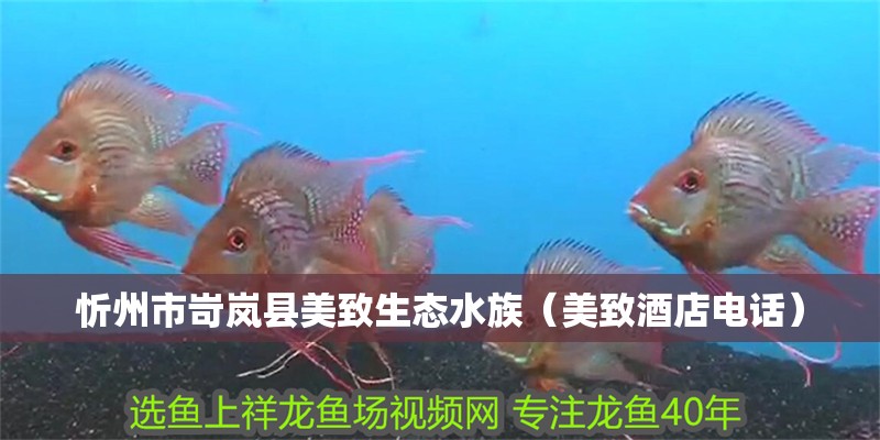 忻州市岢嵐縣美致生態水族（美致酒店電話）
