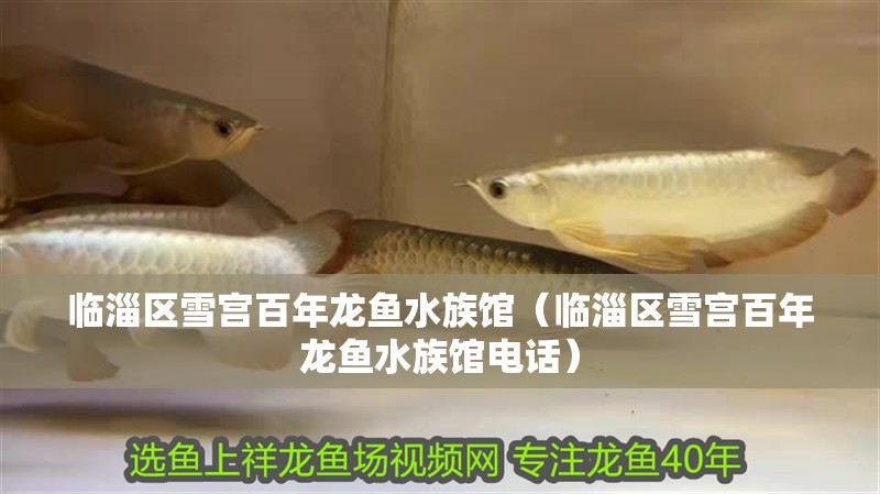 臨淄區雪宮百年龍魚水族館（臨淄區雪宮百年龍魚水族館電話）