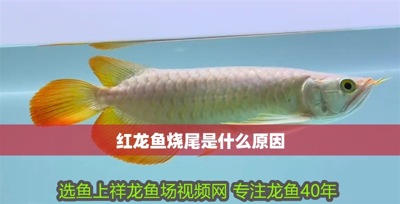紅龍魚燒尾是什么原因