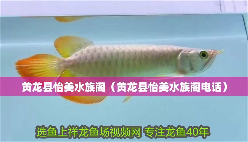 黃龍縣怡美水族閣（黃龍縣怡美水族閣電話(huà)） 黃龍縣怡美水族閣（黃龍縣怡美水族閣電話(huà)） 全國(guó)水族館企業(yè)名錄 第2張
