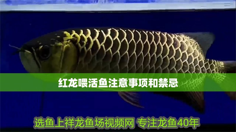 紅龍喂活魚注意事項和禁忌