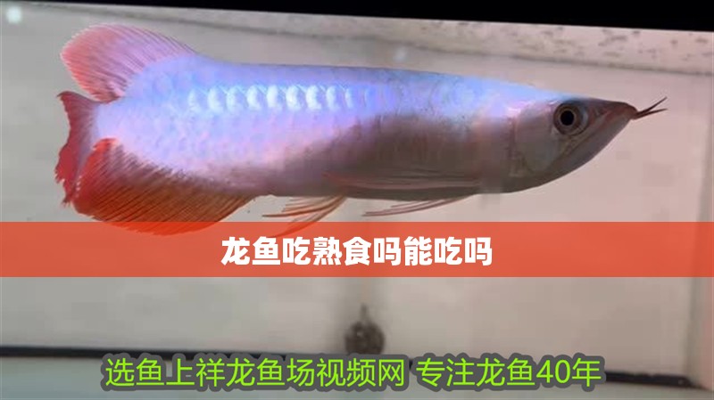 龍魚吃熟食嗎能吃嗎