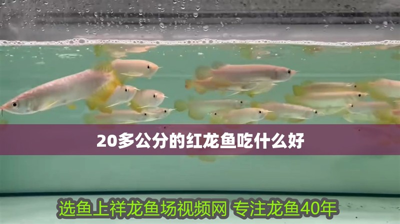 20多公分的紅龍魚吃什么好
