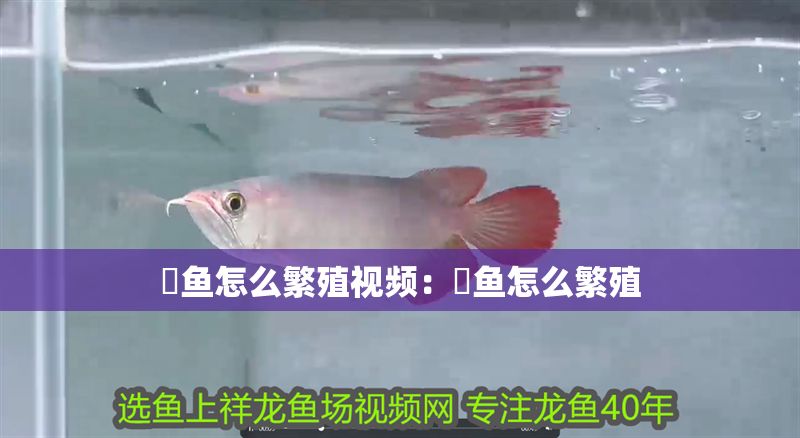 魟魚怎么繁殖視頻:魟魚怎么繁殖 魟魚百科 第2張 魟魚怎么繁殖視頻:魟魚怎么繁殖 魟魚怎么繁殖視頻:魟魚怎么繁殖 魟魚百科 第2張