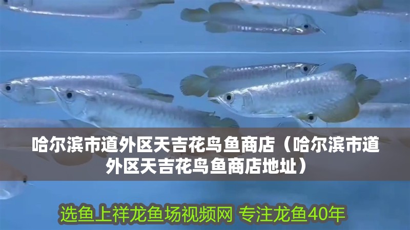 哈爾濱市道外區天吉花鳥魚商店（哈爾濱市道外區天吉花鳥魚商店地址）