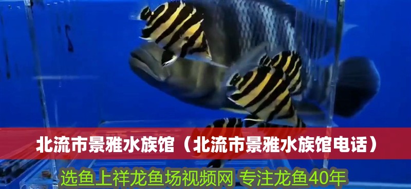 北流市景雅水族館（北流市景雅水族館電話）