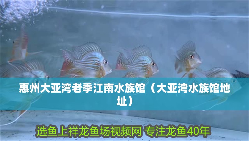 惠州大亞灣老季江南水族館（大亞灣水族館地址）