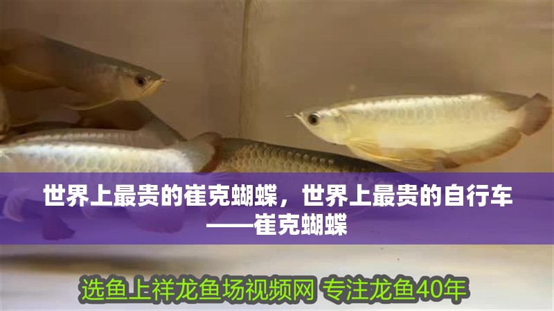 世界上最貴的崔克蝴蝶，世界上最貴的自行車——崔克蝴蝶 世界上最貴的崔克蝴蝶，世界上最貴的自行車——崔克蝴蝶 龍魚論壇