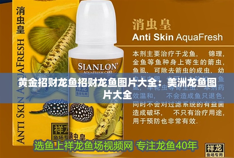黃金招財龍魚招財龍魚圖片大全：美洲龍魚圖片大全