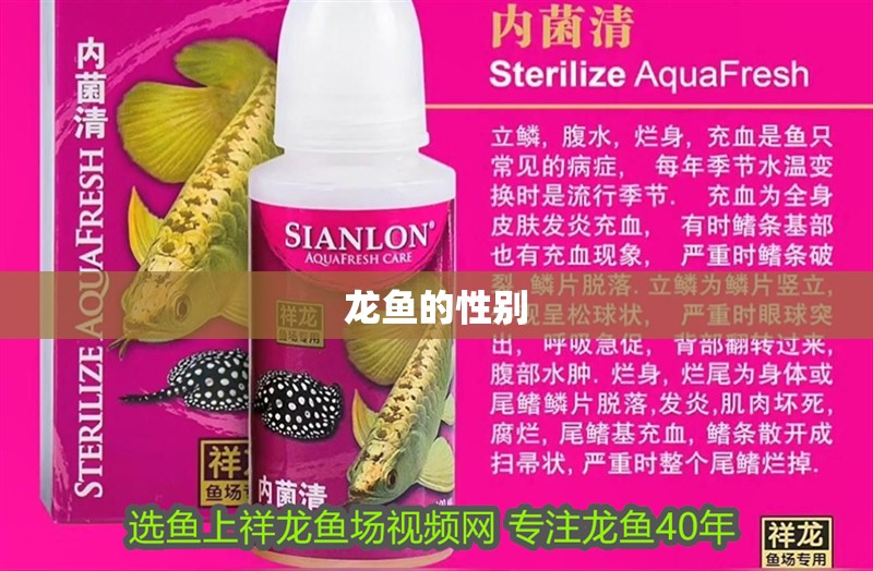 龍魚的性別