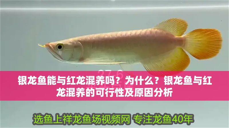 銀龍魚能與紅龍混養(yǎng)嗎？為什么？銀龍魚與紅龍混養(yǎng)的可行性及原因分析