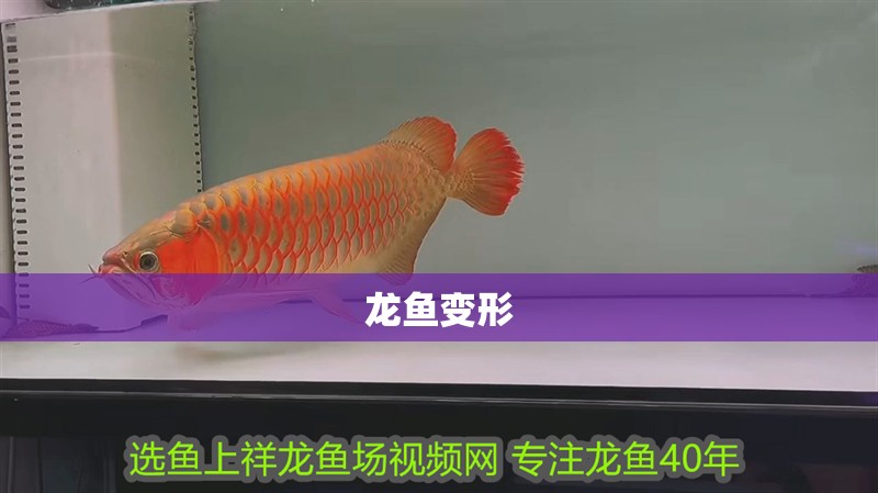 龍魚變形