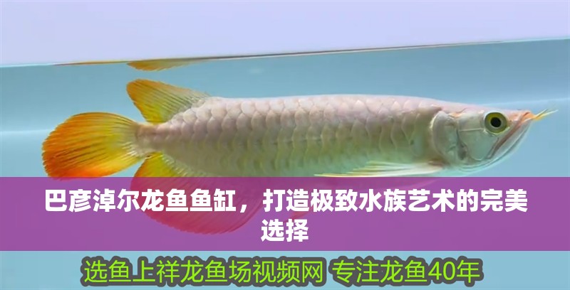 巴彥淖爾龍魚魚缸，打造極致水族藝術的完美選擇 巴彥淖爾龍魚魚缸，打造極致水族藝術的完美選擇 魚缸百科