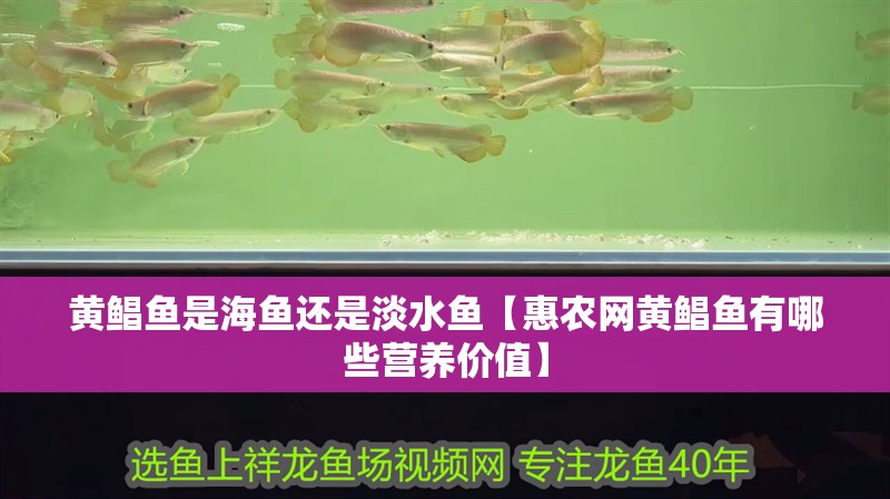 黃鯧魚是海魚還是淡水魚【惠農(nóng)網(wǎng)黃鯧魚有哪些營養(yǎng)價值】