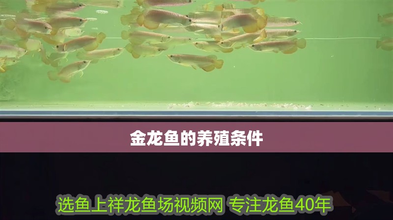 金龍魚的養殖條件 龍魚百科 第2張 金龍魚的養殖條件 金龍魚的養殖條件 龍魚百科 第2張