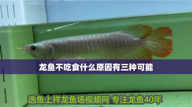 龍魚不吃食什么原因有三種可能