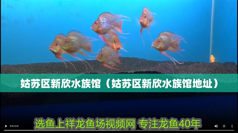 姑蘇區新欣水族館(姑蘇區新欣水族館地址) 全國水族館企業名錄 第2張 姑蘇區新欣水族館(姑蘇區新欣水族館地址) 姑蘇區新欣水族館(姑蘇區新欣水族館地址) 全國水族館企業名錄 第2張