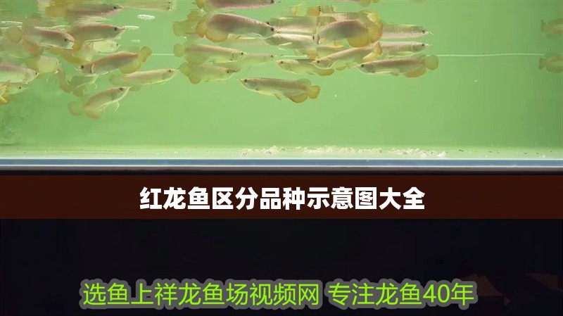 紅龍魚區分品種示意圖大全