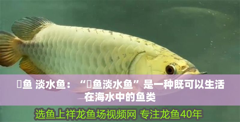 魟魚 淡水魚：“魟魚淡水魚”是一種既可以生活在海水中的魚類