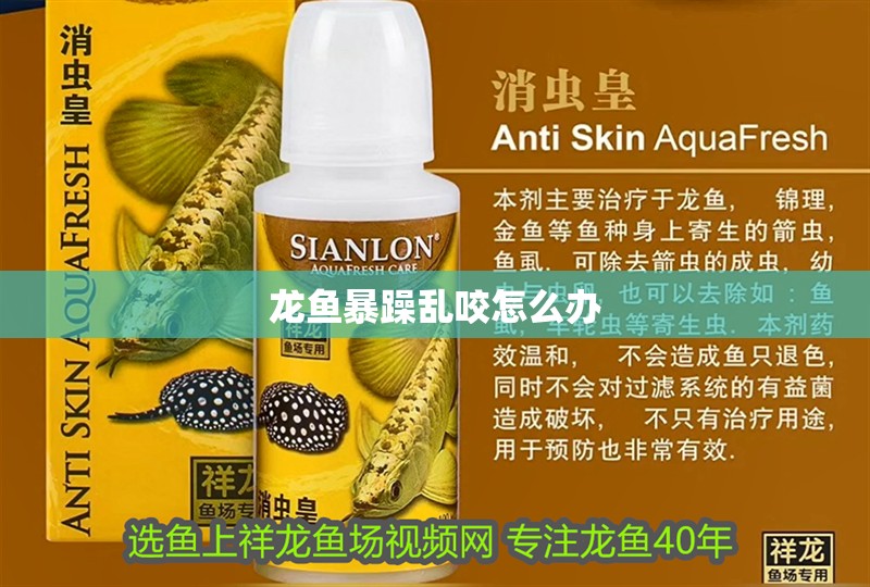 龍魚暴躁亂咬怎么辦