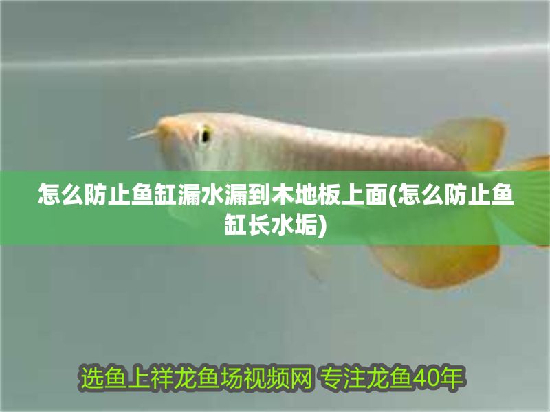 怎么防止魚缸漏水漏到木地板上面(怎么防止魚缸長水垢)