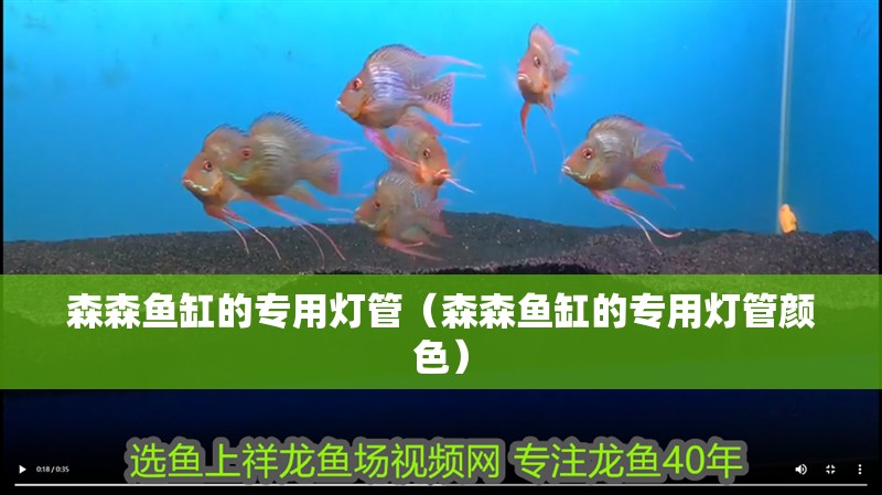 森森魚缸的專用燈管（森森魚缸的專用燈管顏色）