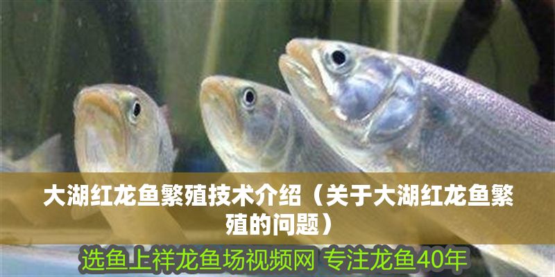 大湖紅龍魚繁殖技術(shù)介紹（關(guān)于大湖紅龍魚繁殖的問題）