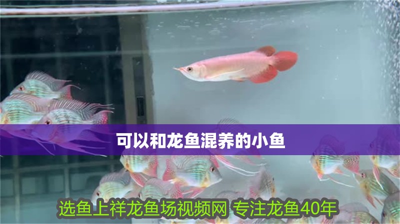 可以和龍魚混養(yǎng)的小魚
