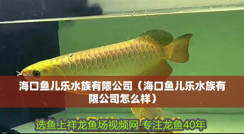海口魚兒樂水族有限公司（海口魚兒樂水族有限公司怎么樣） 海口魚兒樂水族有限公司（海口魚兒樂水族有限公司怎么樣） 全國水族館企業名錄 第2張