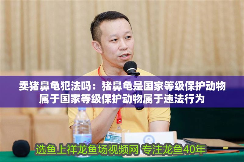 賣豬鼻龜犯法嗎：豬鼻龜是國家等級保護動物屬于國家等級保護動物屬于違法行為 賣豬鼻龜犯法嗎：豬鼻龜是國家等級保護動物屬于國家等級保護動物屬于違法行為 豬鼻龜百科 第1張