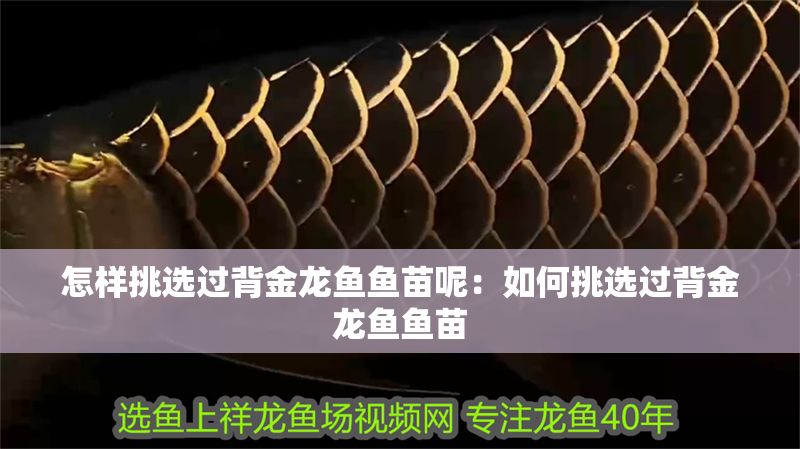 怎樣挑選過背金龍魚魚苗呢：如何挑選過背金龍魚魚苗