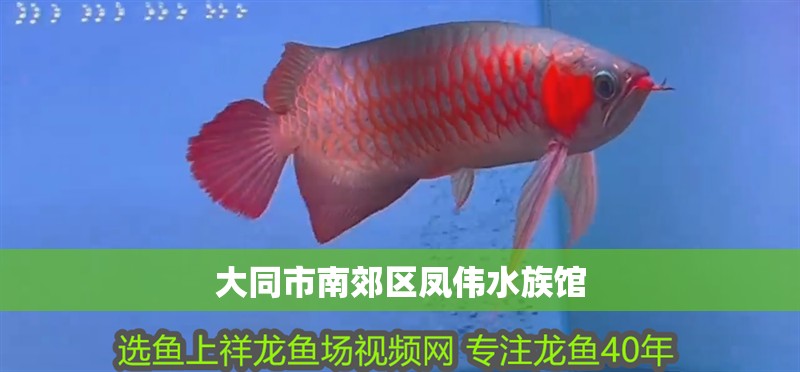 大同市南郊區鳳偉水族館