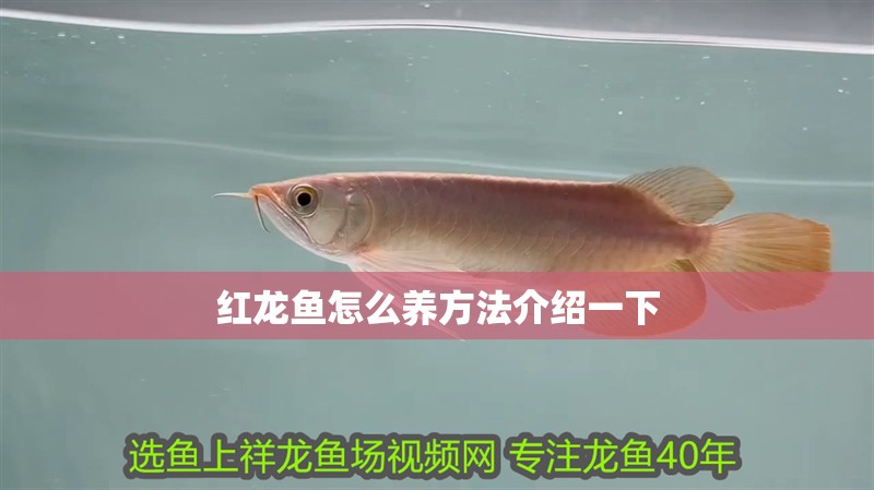 紅龍魚怎么養方法介紹一下