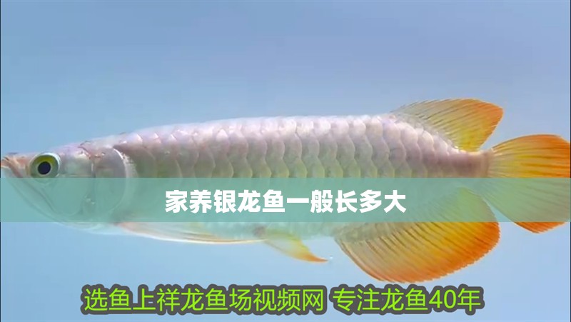 家養(yǎng)銀龍魚(yú)一般長(zhǎng)多大 家養(yǎng)銀龍魚(yú)一般長(zhǎng)多大 龍魚(yú)百科 第2張