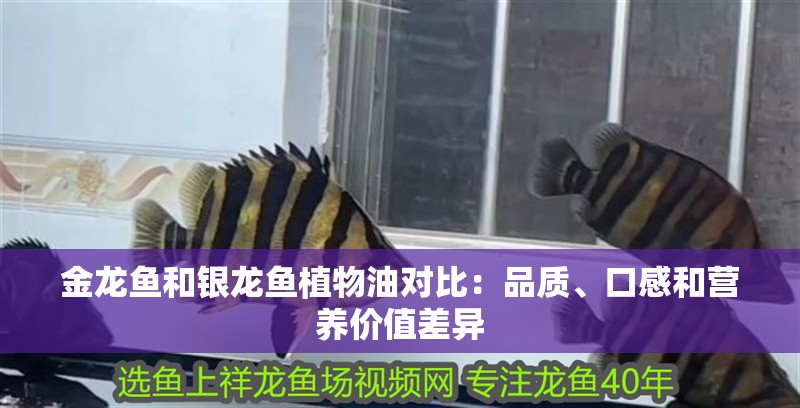 金龍魚和銀龍魚植物油對比：品質、口感和營養價值差異 金龍魚和銀龍魚植物油對比：品質、口感和營養價值差異 銀龍魚百科