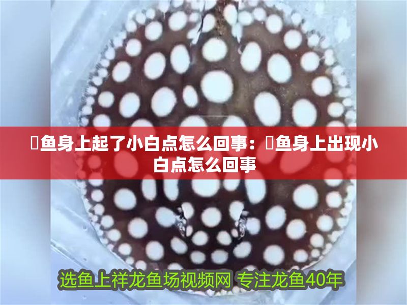 魟魚身上起了小白點(diǎn)怎么回事：魟魚身上出現(xiàn)小白點(diǎn)怎么回事 魟魚身上起了小白點(diǎn)怎么回事：魟魚身上出現(xiàn)小白點(diǎn)怎么回事 魟魚百科 第2張