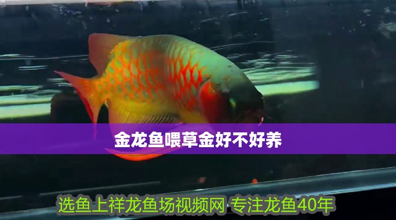 金龍魚喂草金好不好養