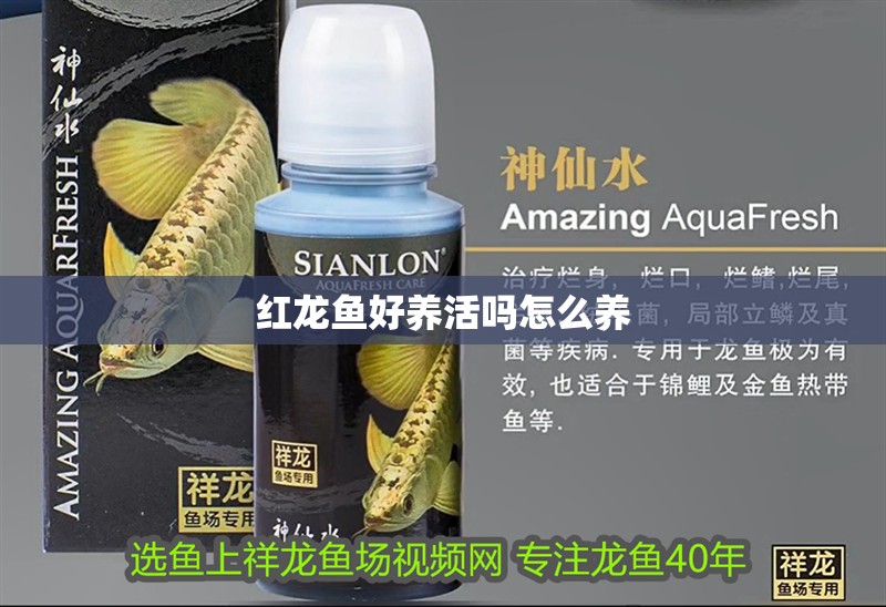 紅龍魚好養(yǎng)活嗎怎么養(yǎng)