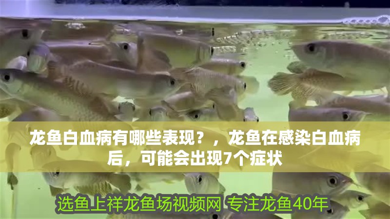 龍魚白血病有哪些表現(xiàn)？，龍魚在感染白血病后，可能會出現(xiàn)7個癥狀